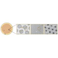HexAuFoil® 多孔金膜（冷冻电镜专用）