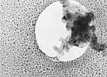 TEM/STEM测试标样